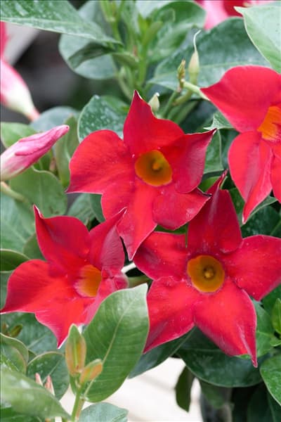 Mandevilla sanderi Rubra