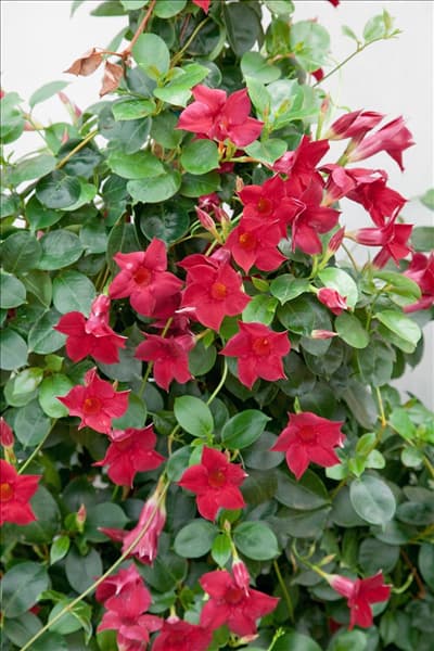 Mandevilla Sun Parasol™ Crimson