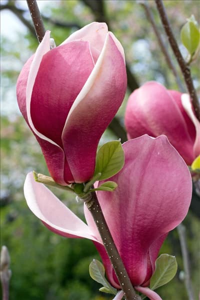 Magnolia March till Frost