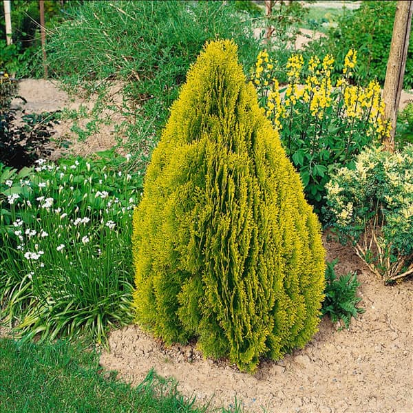 Platycladus orientalis Pyramidalis Aurea