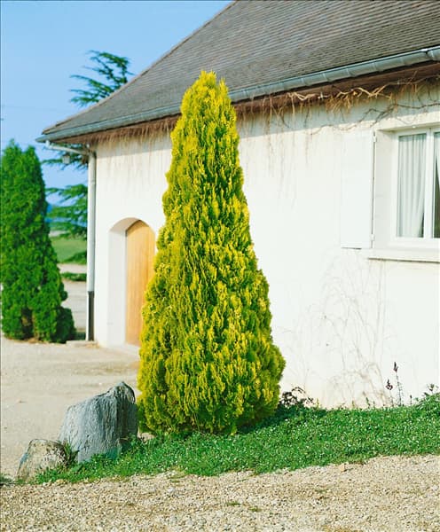 Platycladus orientalis Pyramidalis Aurea