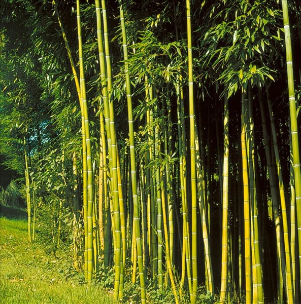 Phyllostachys viridiglaucescens