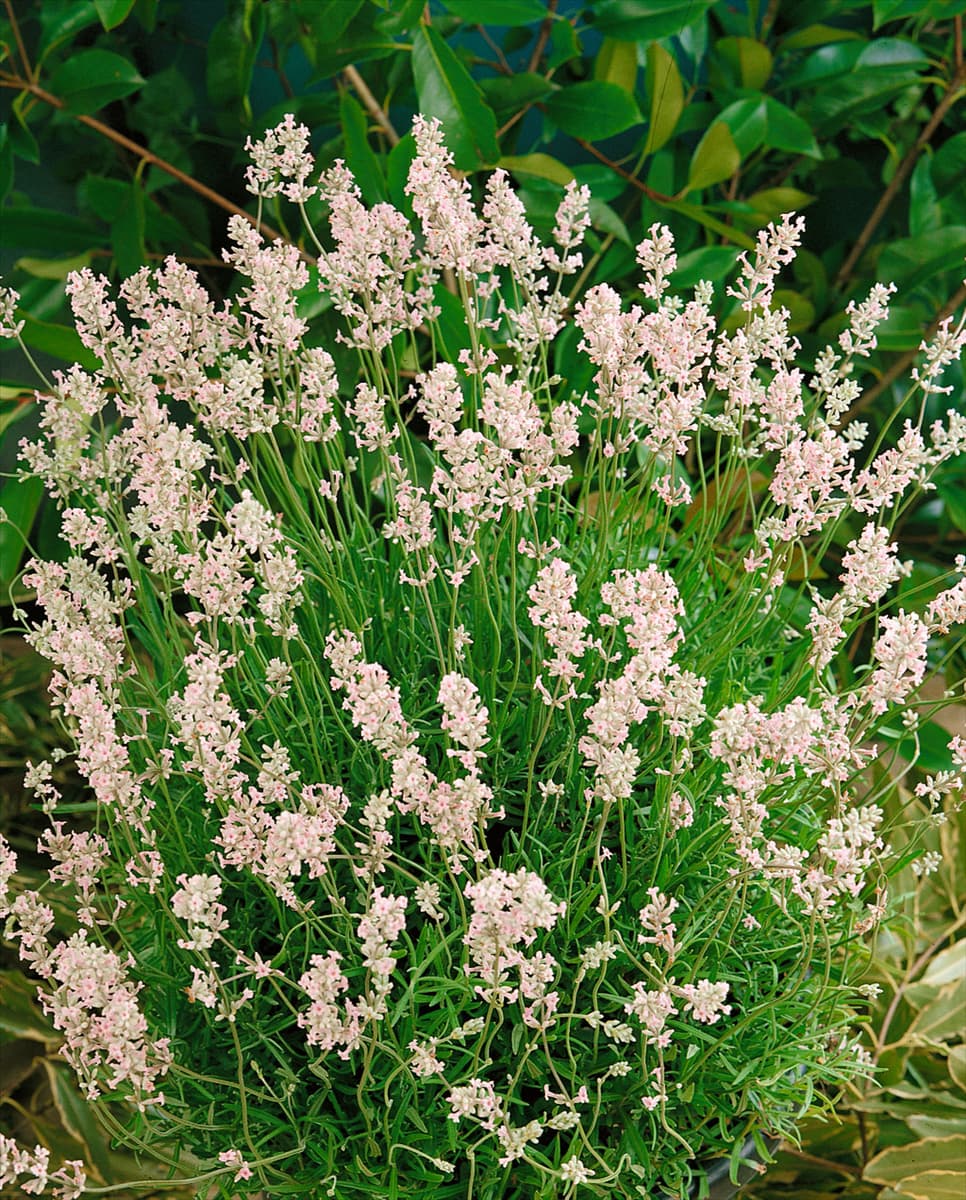 LAVANDULA ANGUSTIFOLIA ROSEA