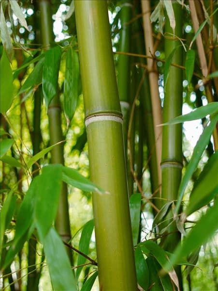 Phyllostachys viridiglaucescens