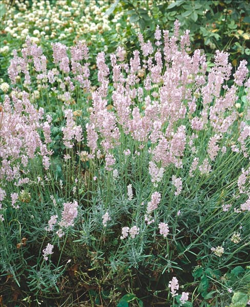 Lavandula angustifolia Hidcote Pink