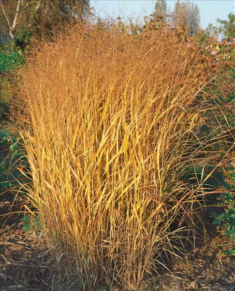 Panicum virgatum Squaw