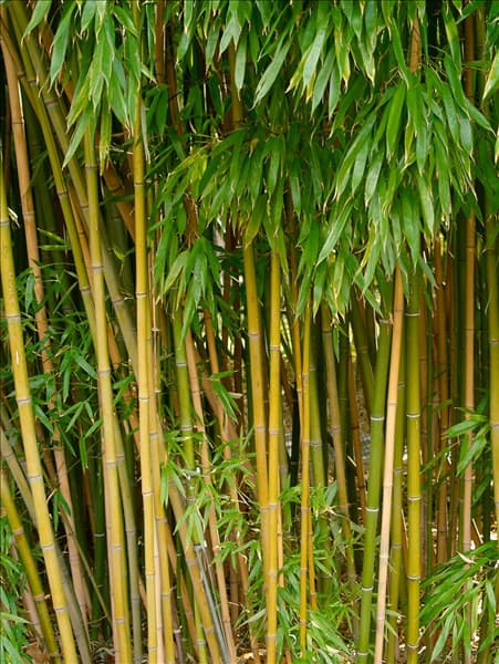 Phyllostachys viridiglaucescens