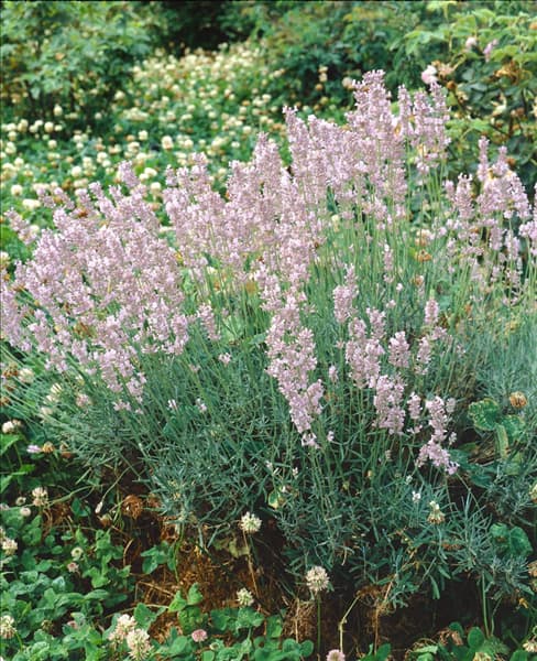 Lavandula angustifolia Rosea