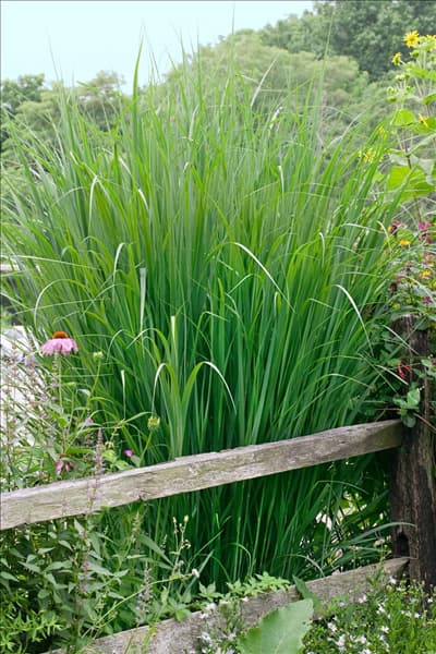 Panicum virgatum North Wind