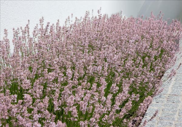 Lavandula angustifolia Rosea