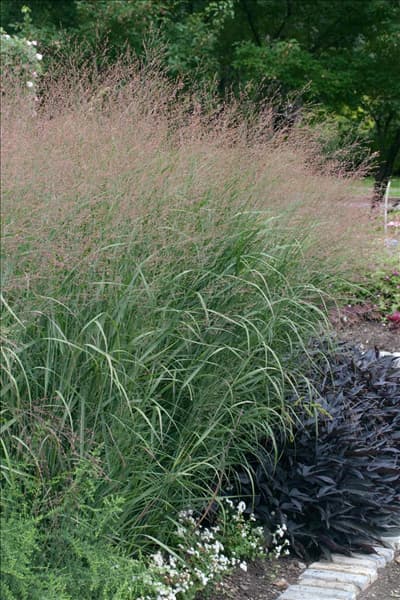 Panicum virgatum Cheyenne Sky