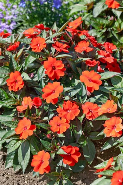 Impatiens SUNPATIENS™ Compact Orange