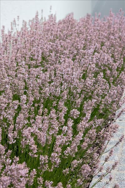 Lavandula angustifolia Rosea