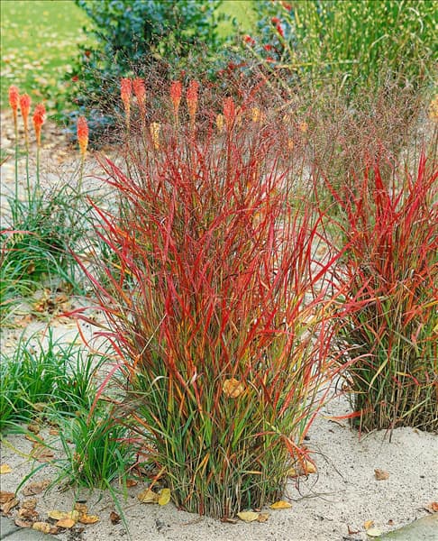 PANICUM virgatum Hänse Herms