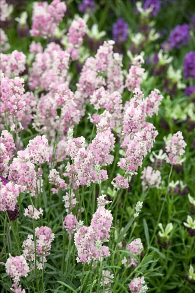 Lavandula angustifolia Hidcote Pink
