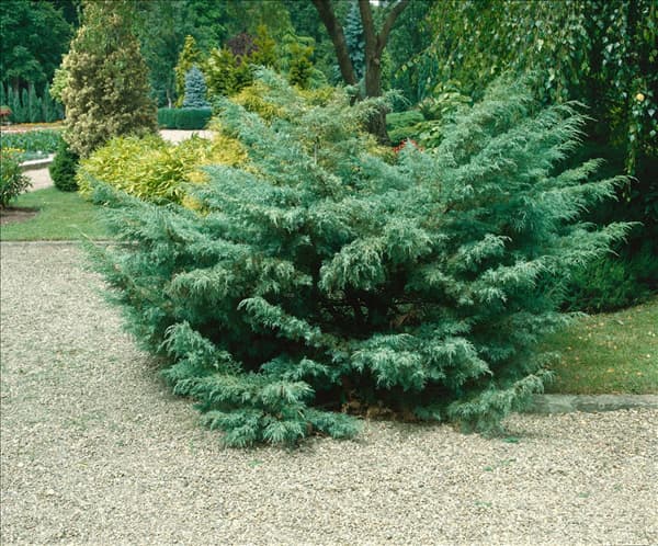 Juniperus virginiana Hetz