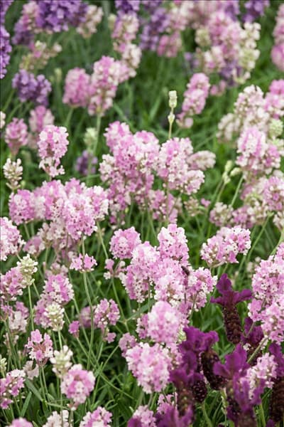 Lavandula angustifolia Lady Ann
