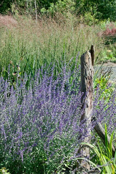 Perovskia atriplicifolia Little Spire
