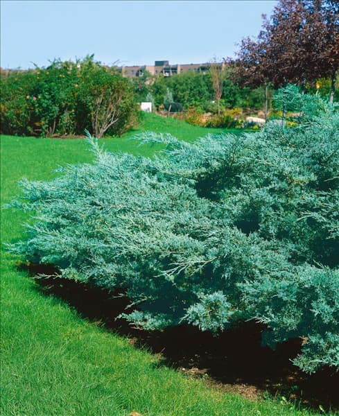 Juniperus virginiana Hetz