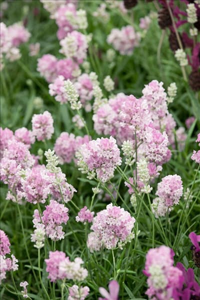 Lavandula angustifolia Little Lottie