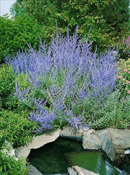 Perovskia atriplicifolia Blue Spire