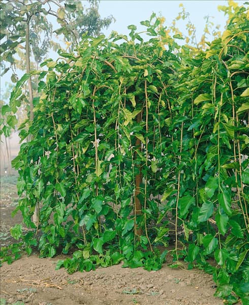 Morus alba Pendula