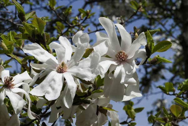 Magnolia stellata