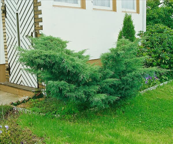Juniperus virginiana Hetz