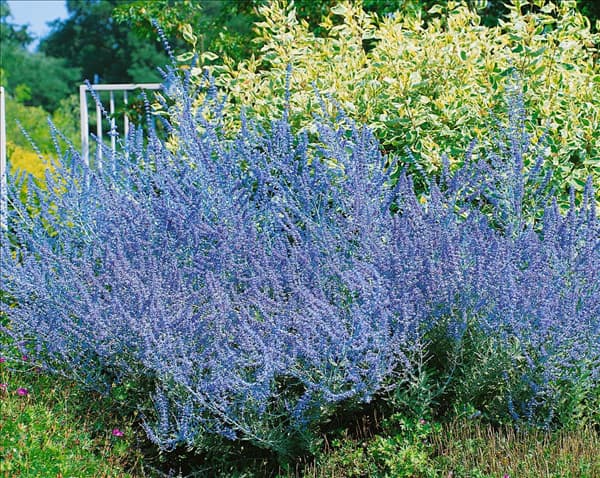 Perovskia atriplicifolia Blue Spire