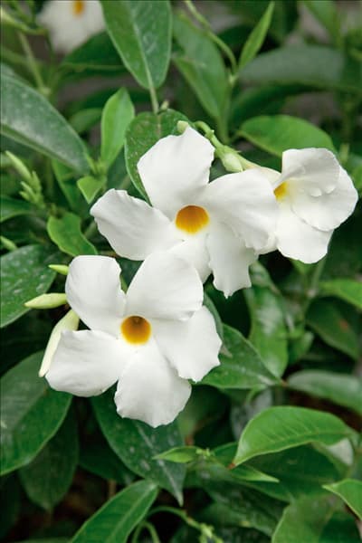 Mandevilla Sun Parasol™ White