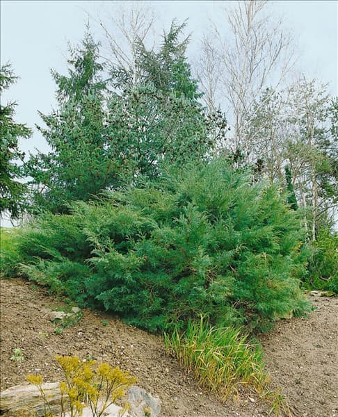 Juniperus virginiana Hetz