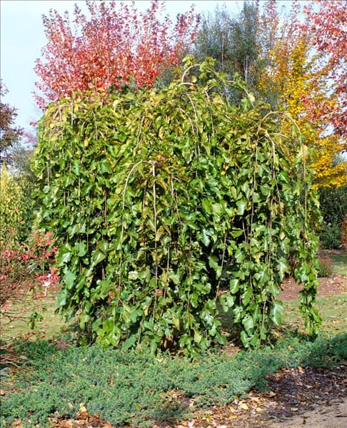 MORUS ALBA PENDULA