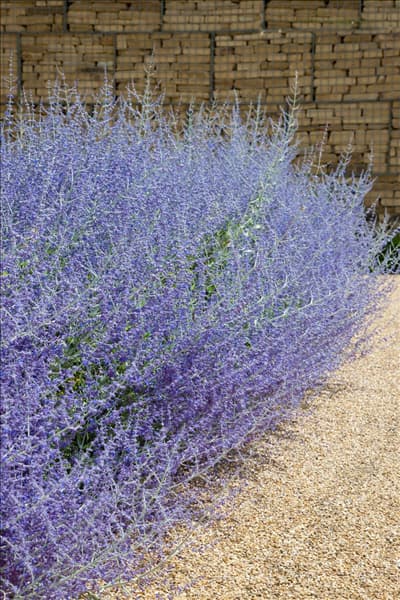 Perovskia atriplicifolia Blue Spire