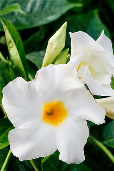 Mandevilla x amabilis