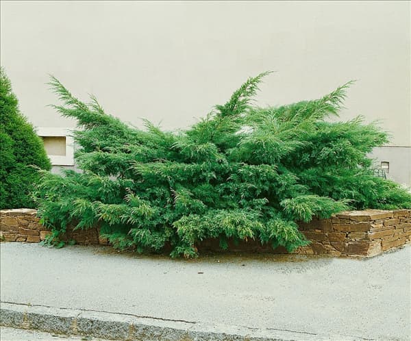 Juniperus virginiana Hetz