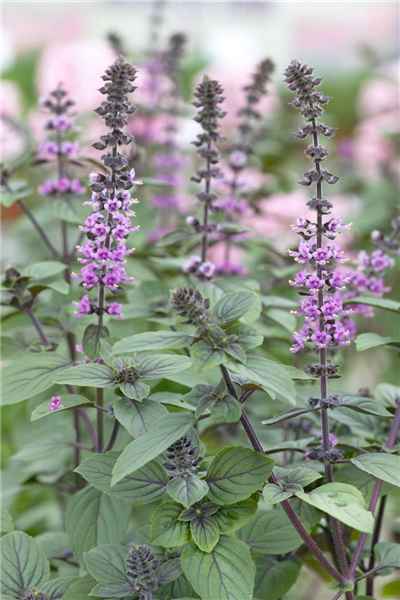 Ocimum basilicum 'Anisum'