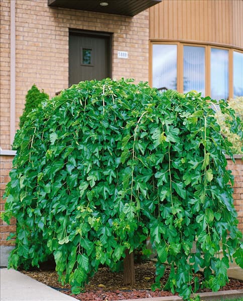 MORUS ALBA PENDULA