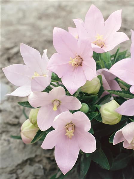Platycodon grandiflorus Fuji Pink