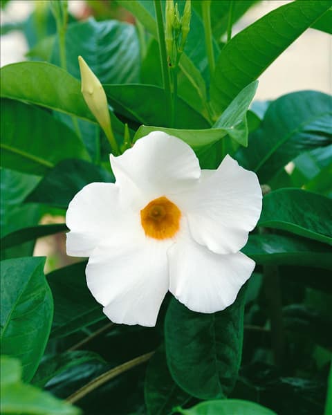 Mandevilla Sun Parasol™ Giant White