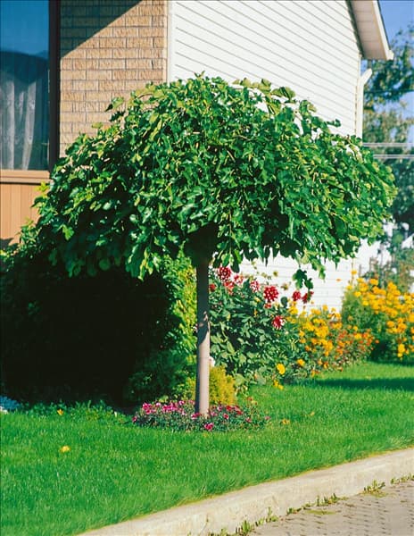 MORUS ALBA PENDULA