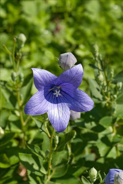Platycodon grandiflorus Astra Blue