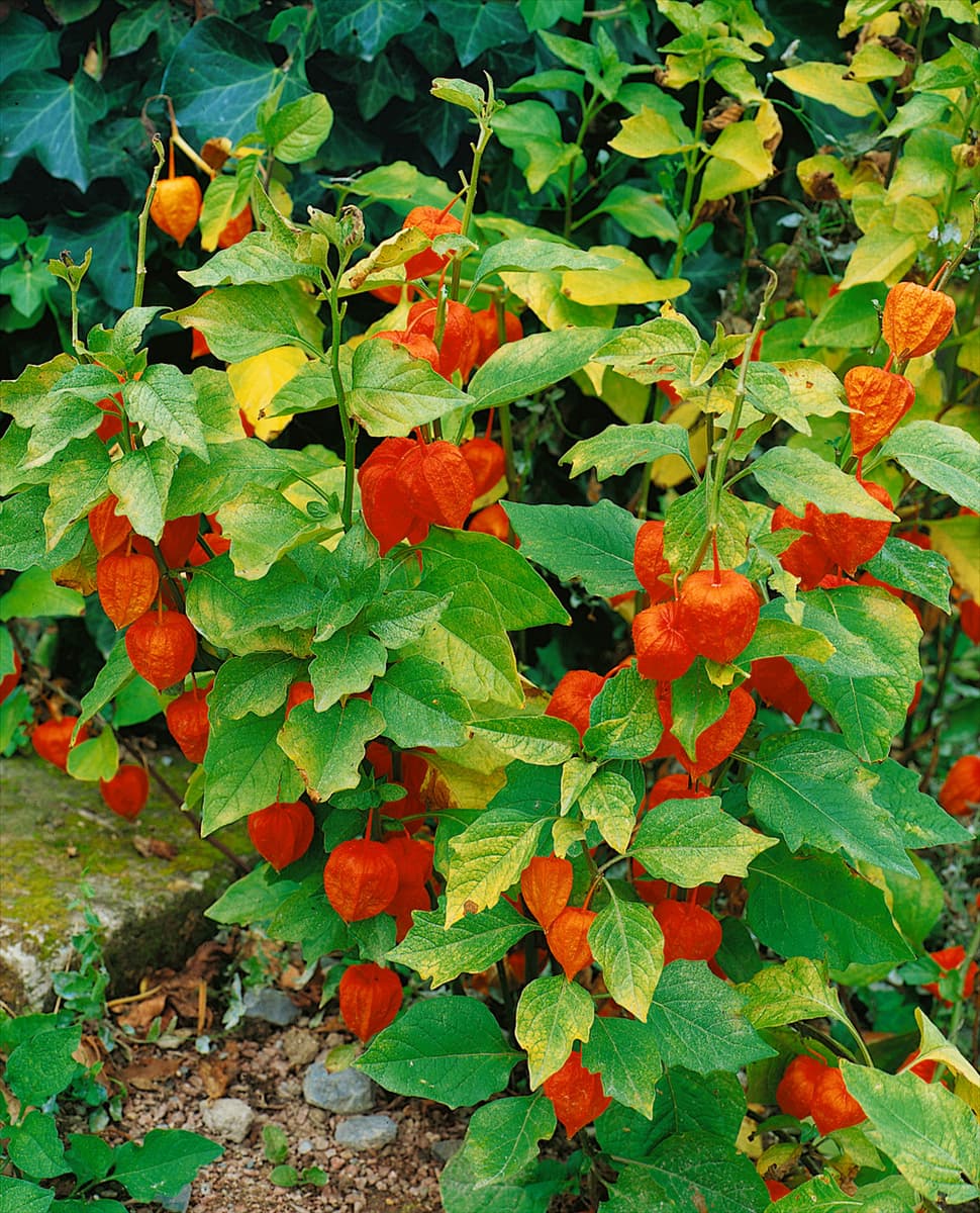 PHYSALIS ALKEKENGI