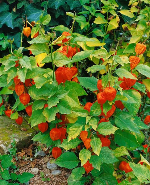 PHYSALIS ALKEKENGI