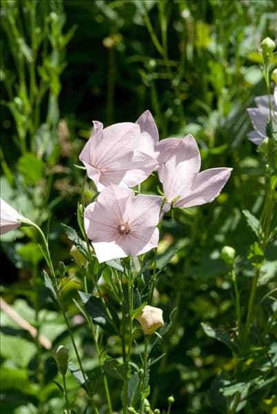 Platycodon grandiflorus Perlmutterschale
