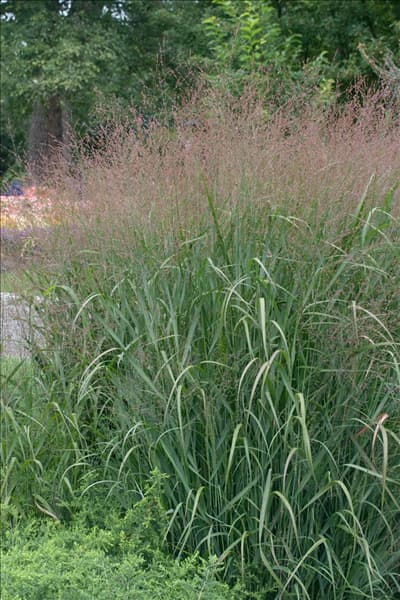 Panicum virgatum Cheyenne Sky