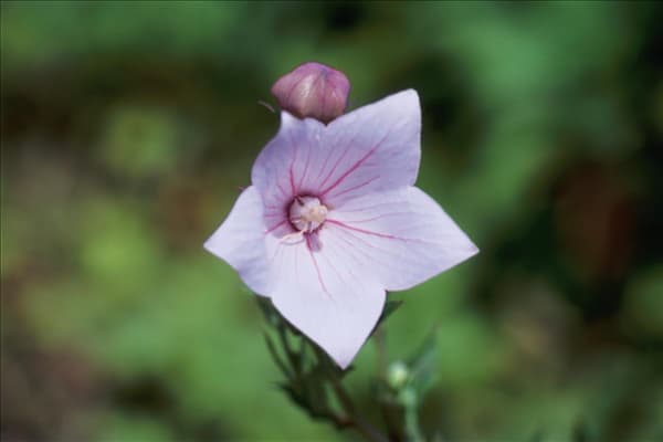 Platycodon grandiflorus Shell Pink