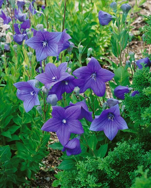 PLATYCODON GRANDIFLORUS APOYAMA BLUE