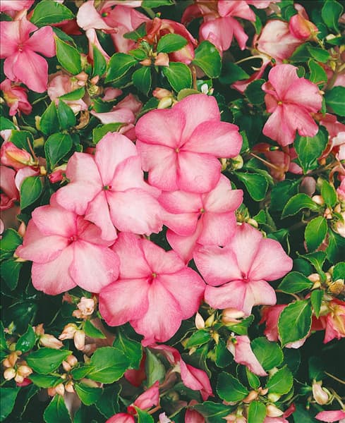 Impatiens walleriana Apple Blossom