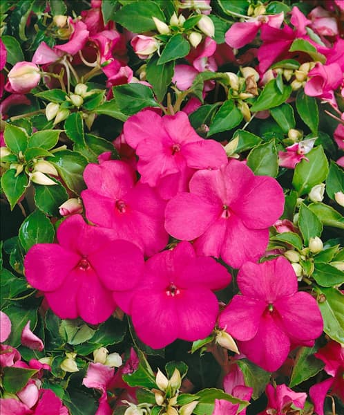 Impatiens walleriana lilac