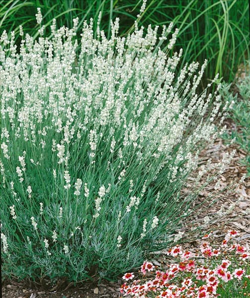 Lavandula angustifolia White Spike
